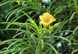 Thevetia Peruviana, Cascabela Thevetia, Yellow Oleander {85cm / 90cm}